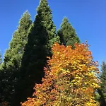Pusteblume 巴特格伦德