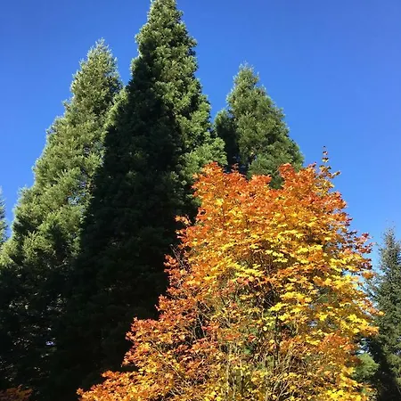 Pusteblume Bad Grund
